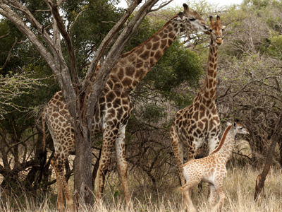 Ubizane South Africa Scuba Safari